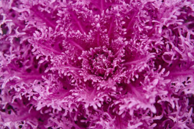 geometría fractal rosa