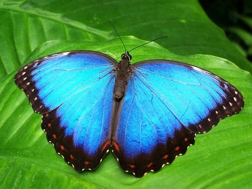 geometría en la naturaleza