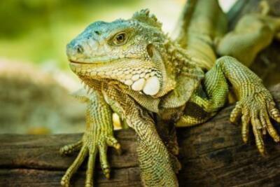 iguana verde