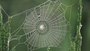 tela de araña